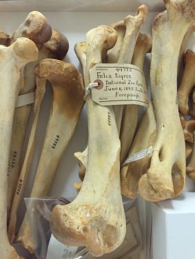 The Smithsonian tiger bone collection includes bones from the Roosevelt collection (1893).
