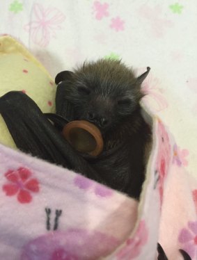 An orphaned bat wrapped in a Cuddlebat.