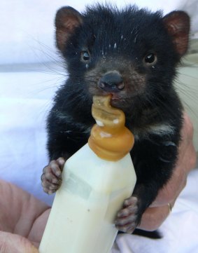 A Tasmanian devil joey being nursed back to health. Her mother was killed by a car and she was found in the pouch. 