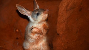 Feral cats can get a taste for certain animals like the bilby and hunt them until there are none left even when other prey is present.