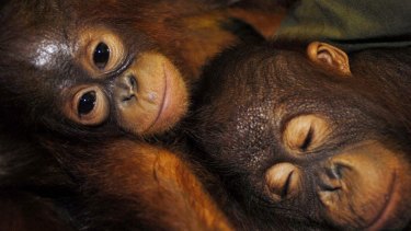 BHP says no orangutans have been found on its leases but environmental groups believe the project will destroy habitat for the endangered animals.