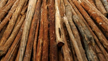 The timber trade is accused of helping finance conflict in Central African Republic.