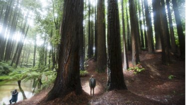 Tom Cowie among the redwoods in the Otway ranges.
