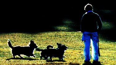 Dogs enjoy vigorous exercise  and the chance to sniff things.