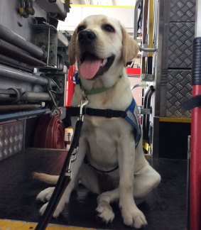 Pixie was one of seven Seeing Eye puppies being socialised at Roma Street Fire Station.