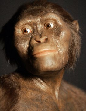 A close-up of the 3D model of the early human ancestor, Australopithecus afarensis, known as Lucy.