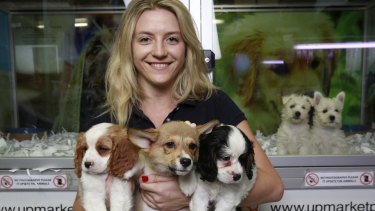 Teigan Cloke of Upmarket Pets has her arms full with a trio of pups.