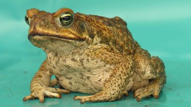Are Cane Toads On The Decline In Queensland