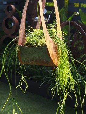 Rhipsalis baccifera: The stems are usually thin and cylindrical, and hang down. 