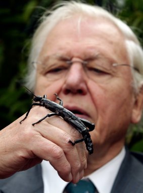 Sir David Attenborough with a Lord Howe Island stick insect during a visit to Melbourne Zoo in 2012.