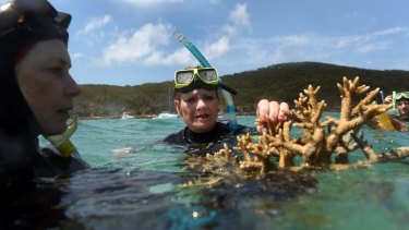 One Nation Senator Pauline Hanson assesses some coral near Great Keppel Island.