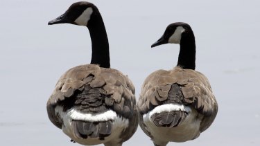 Canada geese can weigh about 5½ kilograms and have a wing span reaching up to two metres. 