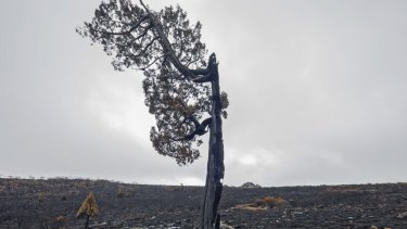 Destroyed pencil pine on Tasmania's central plateau.