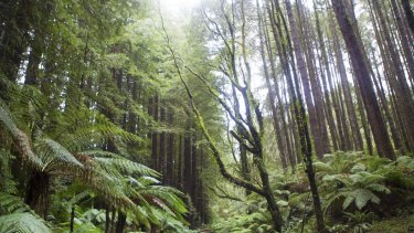 The Otway Ranges in western Victoria are thousands of kilometres from the redwoods' natural home. 