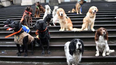 Dogs turned up on the steps of State Parliamnet during the campaign to ban puppy farms. 