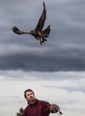 Martin Scuffins releases a black falcon.