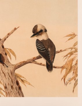 Neville Cayley (1854-1903): Kookaburra, 1897 Private collection, Canberra in Aviary at Canberra Museum and Gallery.