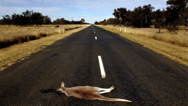 Kangaroo road kill between Walgett and Lightning Ridge.