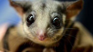 The Leadbeater's possum is believed to be perilously close to extinction. 