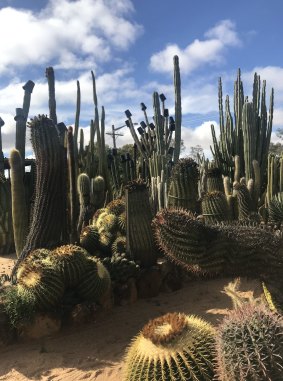 Gilgandra's heat, lack of humidity and well-drained, sandy soil is good for cacti.