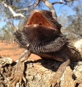 The Australian bearded dragon.