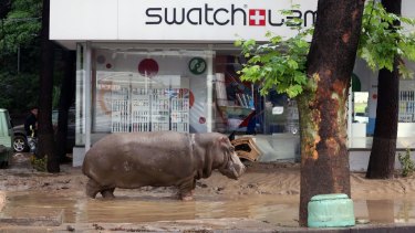 A hippopotamus stands in the mud in front of a Swatch watch kiosk after it escaped from a flooded zoo in Tbilisi, Georgia.