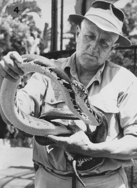 No one knew snakes better: George Cann, Taronga Park's curator of reptiles, cradles a serpent. An image from the book The Last Snake Man. 