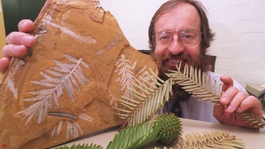 Ken Hill, a senior botanist at the Royal Botanic Gardens in 1994 with a 150-million-year-old Jurassic fossil of podozamites, the ancestor of the Wollemi pine.