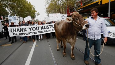 A dairty cow called Sary led the way as Victorian farmers marched from Federation Square to Parliament House.