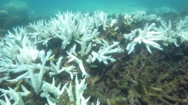 images Cyclone Yasi Great Barrier Reef cyclone debbie storm likely to add to