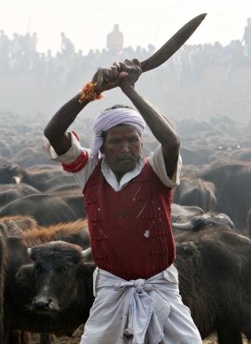 A man slaughters a buffalo in an offering to the goddess Gadhimai in 2009.