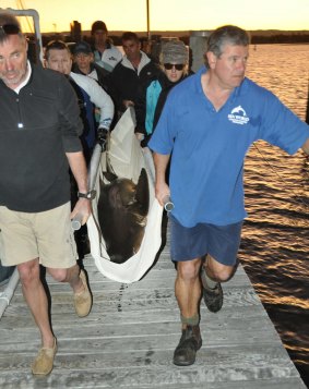 The Sea World team release a Grey Nurse Shark after a surgical procedure to remove a large homemade bait spike and hook.