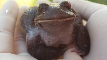 This Giant Burrowing Frog was hit by a car and underwent an operation.