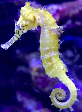 Seahorse at Cairns Aquarium.
