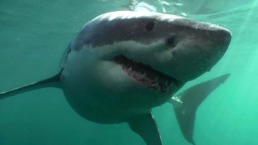 Something fishy: Great whites and other sharks pose a much smaller risk than most people are led to believe.