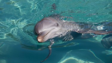 Experts say all captive animals display "zoochosis". In cetaceans such behaviour includes lolling on the surface and swimming in circles. 
