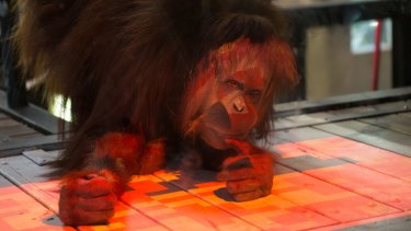The coloured tiles on the interactive game turn black when touched by the orang-utan.