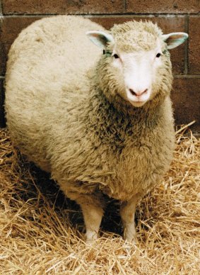 The world's first clone, Dolly the sheep.