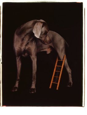 <i>Leg Ladder</i>, 2004.