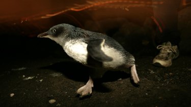 A penguin at the end of St Kilda pier.