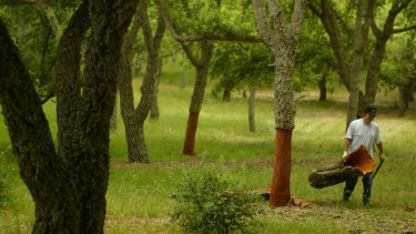 Old hands: Portuguese cork harvesters use axes to peel large sheets of cork from 80 year old trees,which happens every 5 to 7 years.