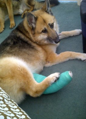 Tequila has had two cruciate ligament surgeries since she was first insured with Petplan.