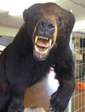 A taxidermy Black Bear is one of the items up for auction at Ipswich Showgrounds.