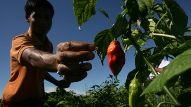 A farmer plucks "Bhut jolokia," or "ghost chili" peppers from a field at Changpool in the northeastern Indian state of Assam.