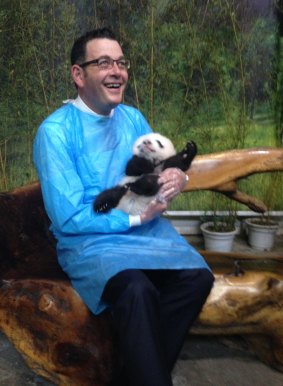 Victorian Premier Daniel Andrews cuddles a baby panda during his first visit to China.