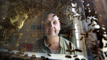 Adrian Dyer examines honeybees at Melbourne University. 