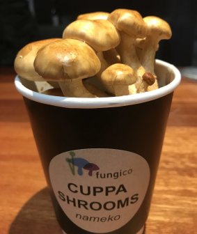 Fungi Co's Cuppa Shrooms.