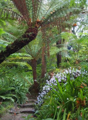 Monserrate's tree fern gully was rediscovered in the 1980s.  