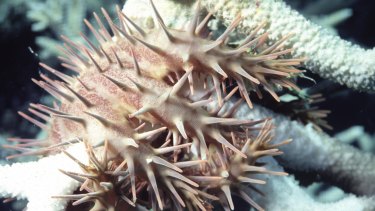 Crown of thorns starfish eat their way across the Great Barrier Reef.