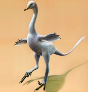 Halszkaraptor escuilliei, about 45 centimetres tall, had a bill like a duck, a swan-like neck and killer claws.